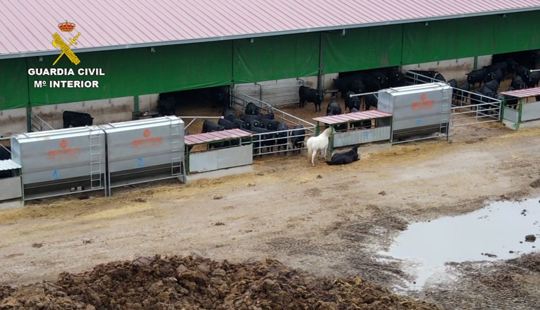 Desarticulada una trama que defraudaba subvenciones de la UE en el sector de la sanidad y el bienestar animal
