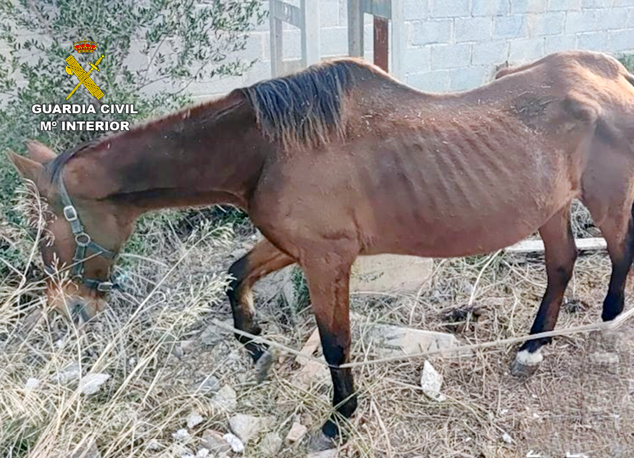 Desarticuladas dos redes de maltrato animal en Cartagena