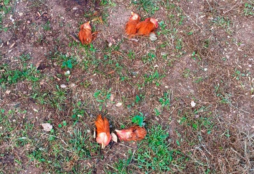 Descubren macabro espectáculo en una finca de El Catllar: desaparecen gallinas pero dejan las cabezas