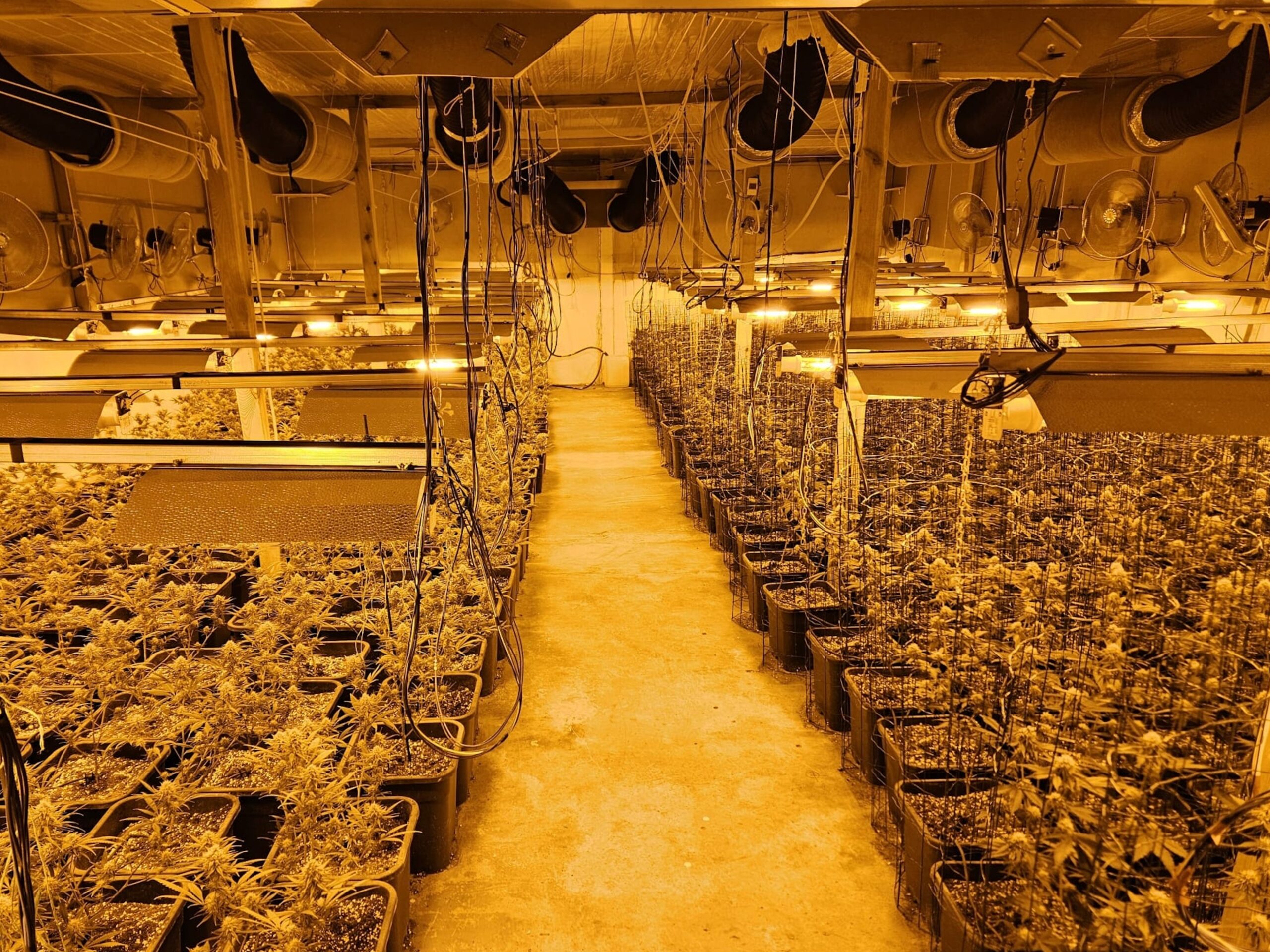 Cae una mafia dedicada al tráfico de marihuana en Barcelona y Tarragona: más de 3.000 plantas y diez detenidos