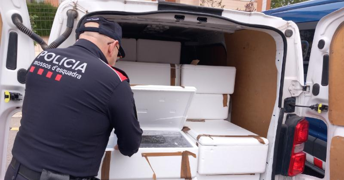 Detienen a dos hombres en Lleida por transportar ilegalmente angulas vivas