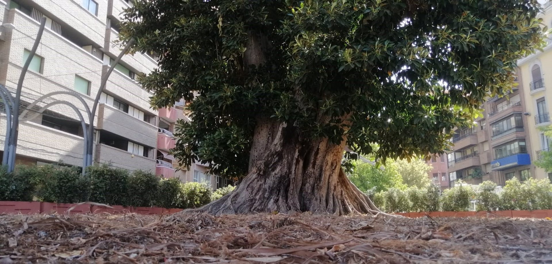El ficus de Santo Domingo no mostró señales de putrefacción: el viento fue la causa de la caída