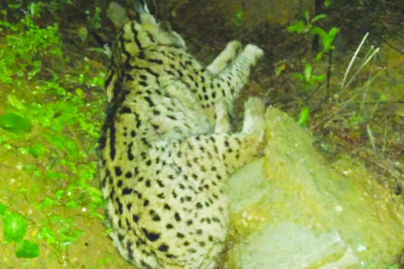 Lince atropellado. - VH