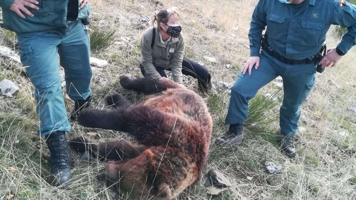 La osa abatida en noviembre de 2020 en la Montaña Palentina.