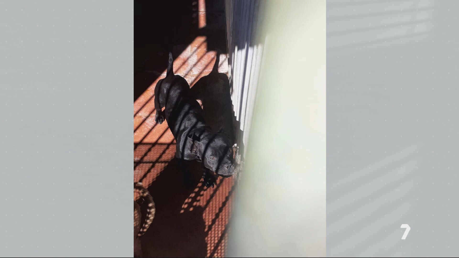 Muere una de las perras que atacaron a la mujer fallecida en Alguazas