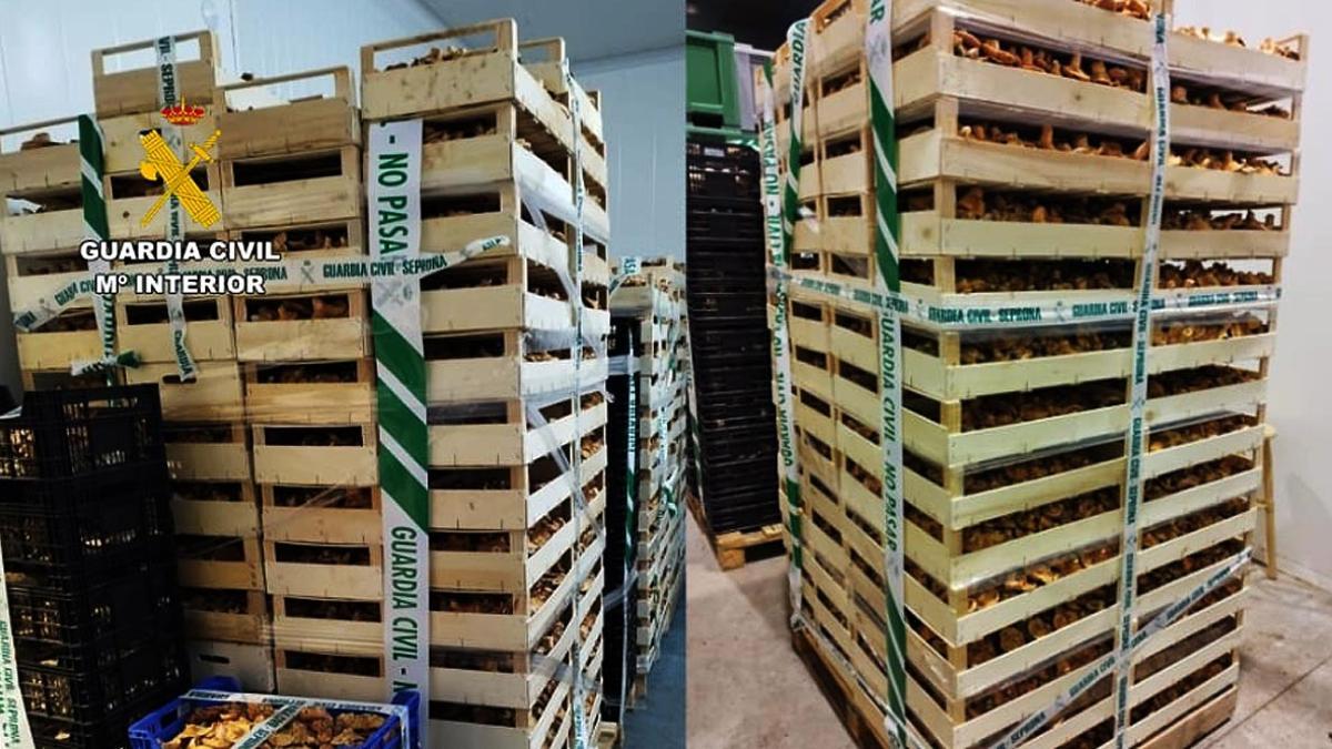 Las setas 'ilegales', sin trazabilidad, estaban ya en cajas dispuestas para su suministro.
