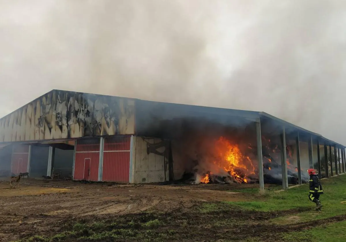 Burgos: los dueños de las 700 ovejas muertas en el incendio de Caleruega perdieron 350 en otro accidente