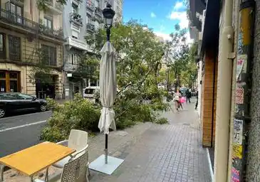 El viento derriba árboles y palmeras en Valencia, obliga a cerrar 9 parques y provoca decenas de incidentes