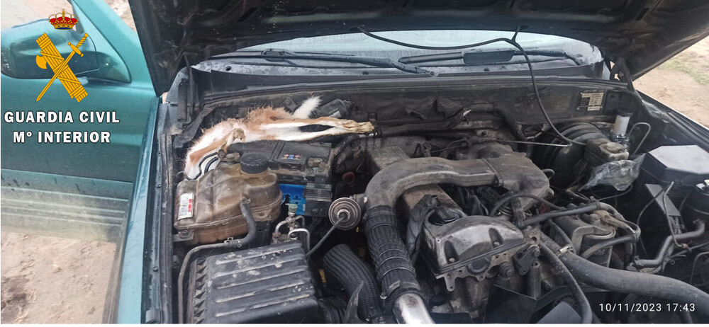 Sorprenden a un cazador furtivo de liebres con galgos