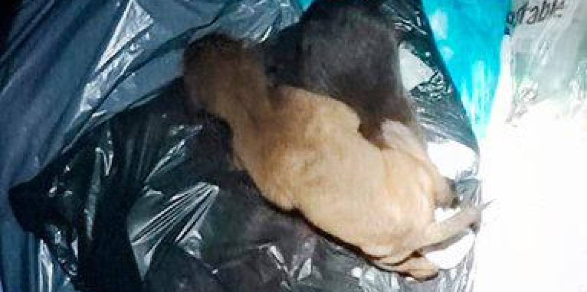 Tiran cinco cachorros a un contenedor de Cambrils