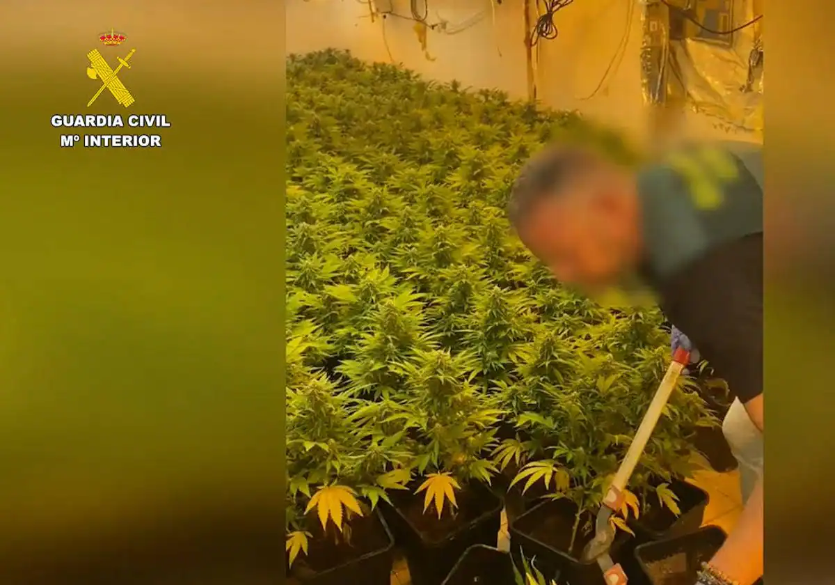 Suceso en Alicante | Trafico de drogas | Descubren una plantación de marihuana en una vivienda abandonada en Aspe