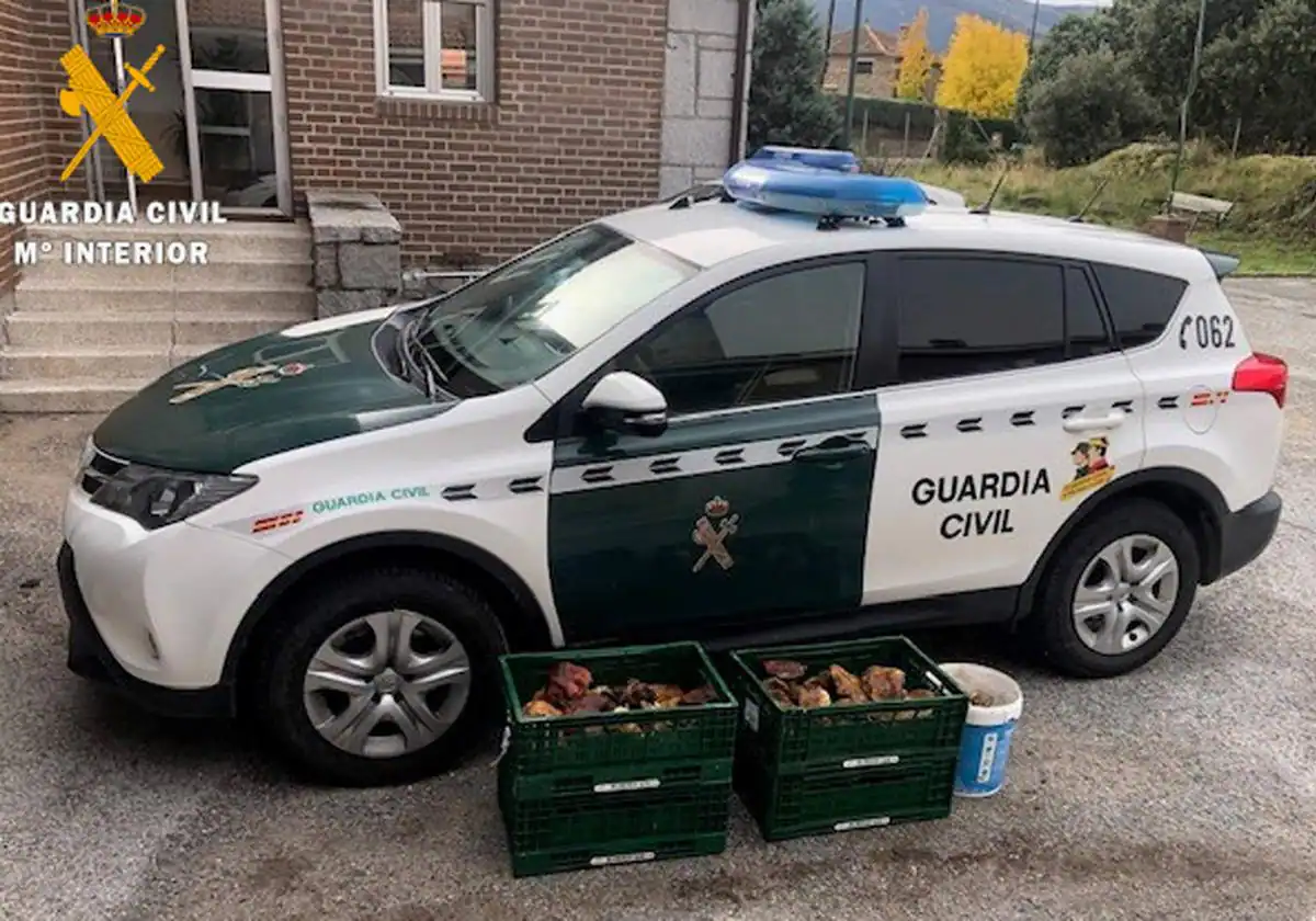 Pillan a un recolector furtivo con 14 kilos de níscalos en Palacios del Arzobispo