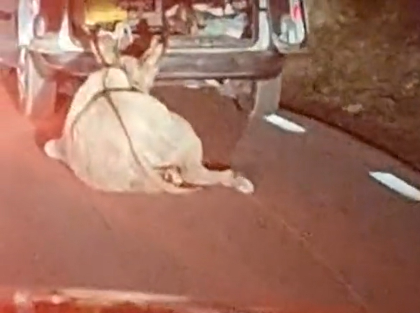 Arrastra un asno con el coche durante kilómetros en Barcelona: denunciado por maltrato animal | VÍDEO