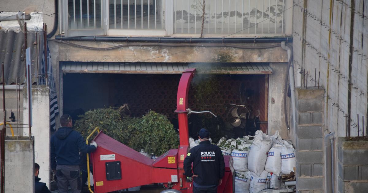 Desmantelan una plantación de marihuana en un antiguo restaurante en Lleida