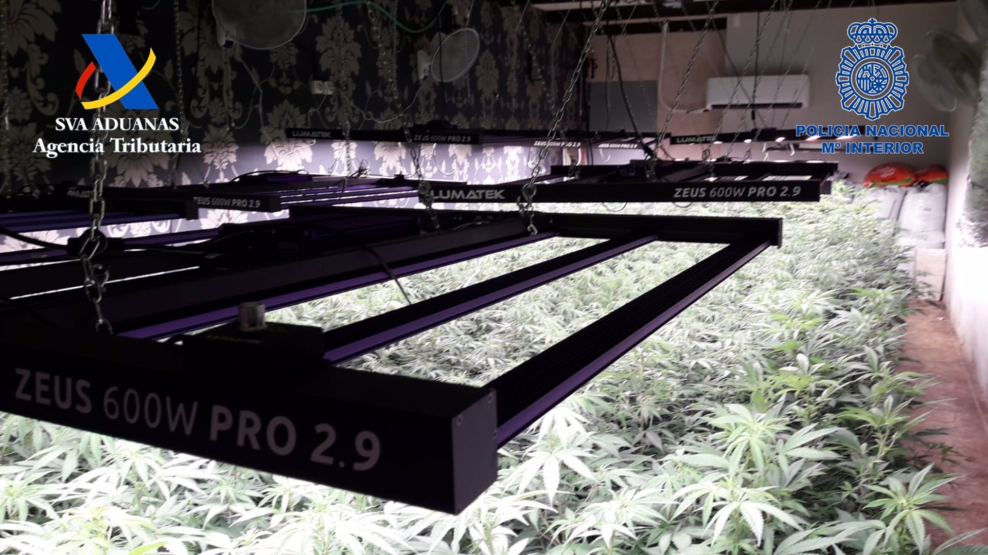 Encontraron 160 plantas de marihuana en una discoteca abandonada del Polígono Industrial Oeste