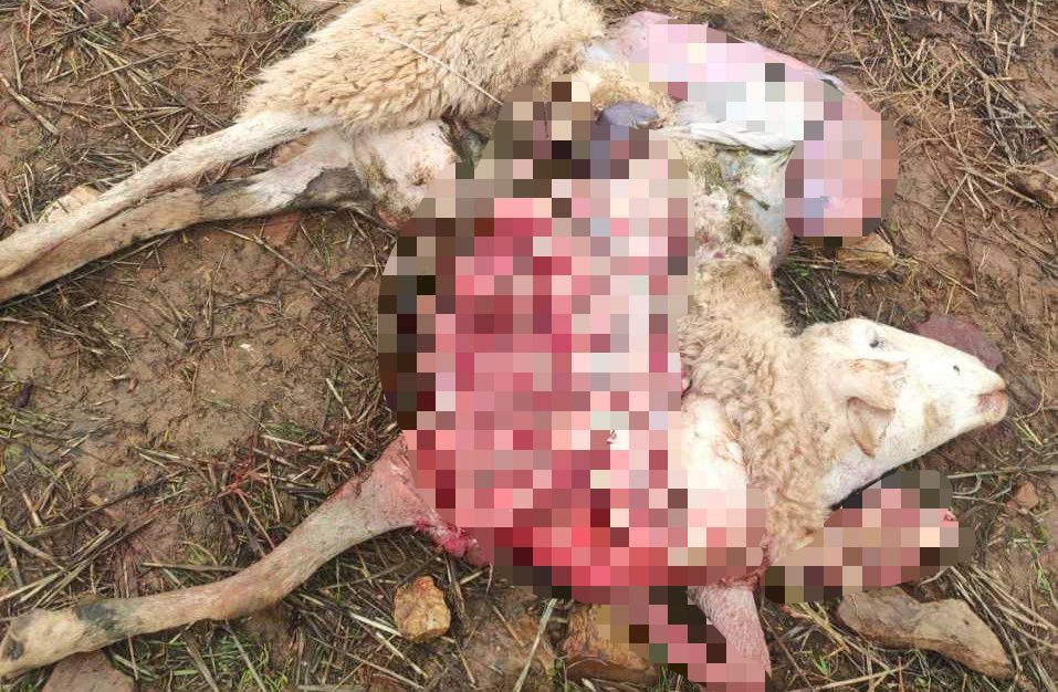 Denuncian un nuevo ataque de lobos en Zamora