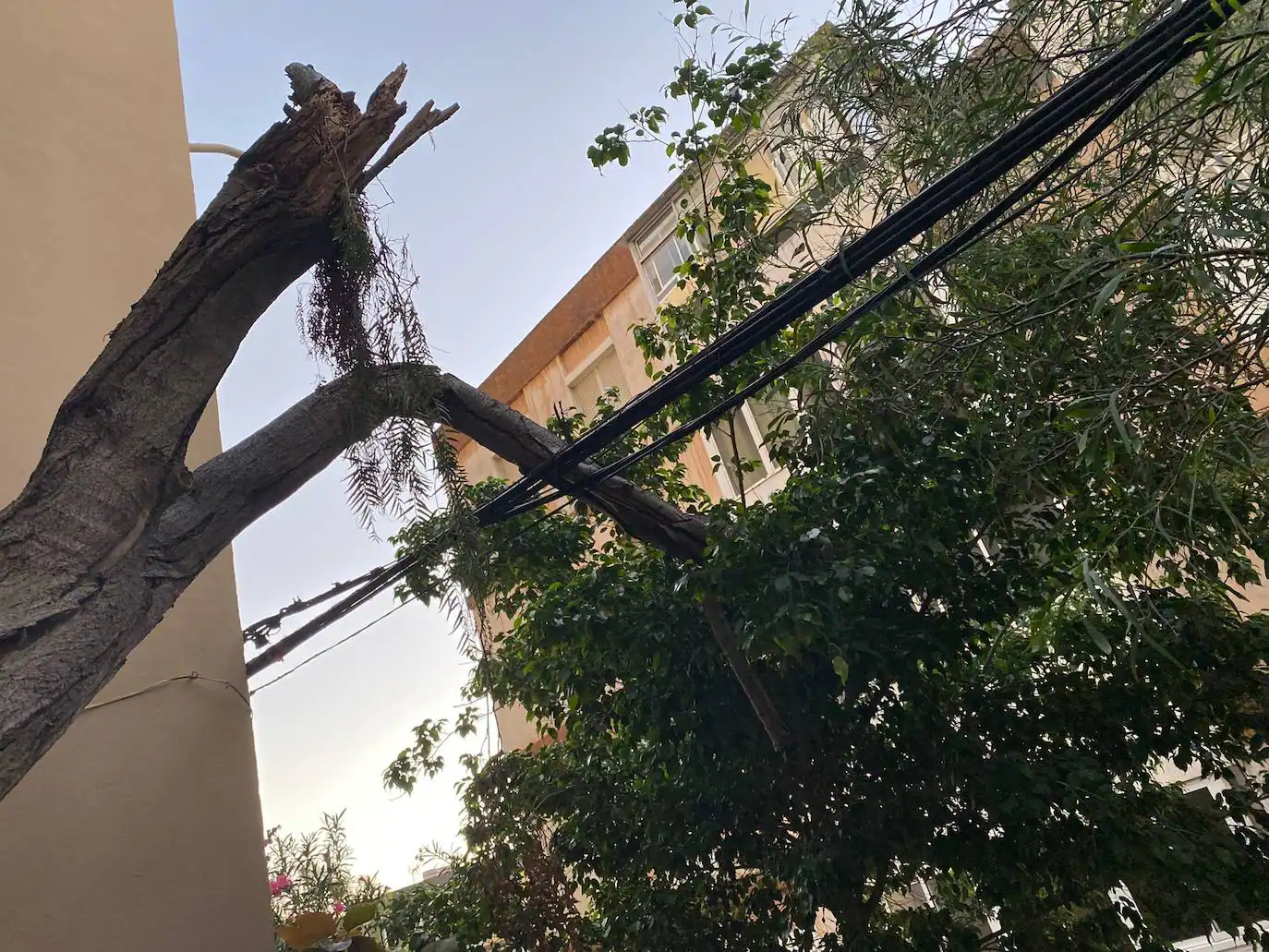 Cae un nuevo árbol en la capital grancanaria