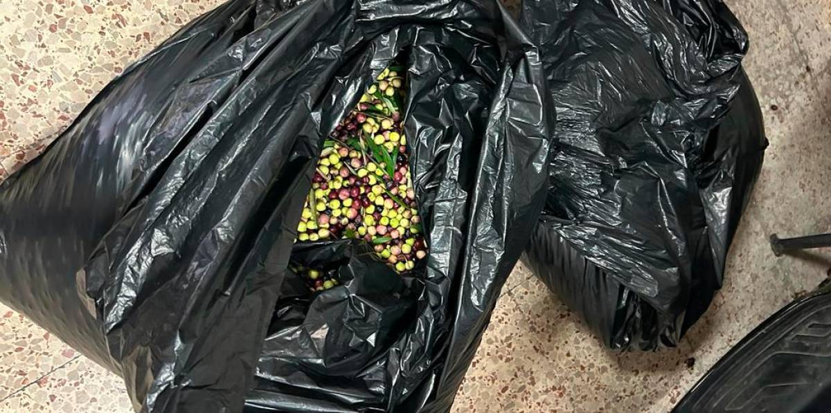 Patrulla Verda de Cambrils y Vila-seca logran detener ladrones de algarrobas y aceitunas en jornada exitosa