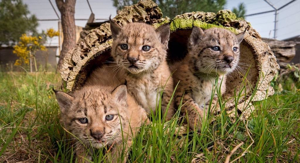 Atropellan a un lince en la carretera de Hinojos-Huelva