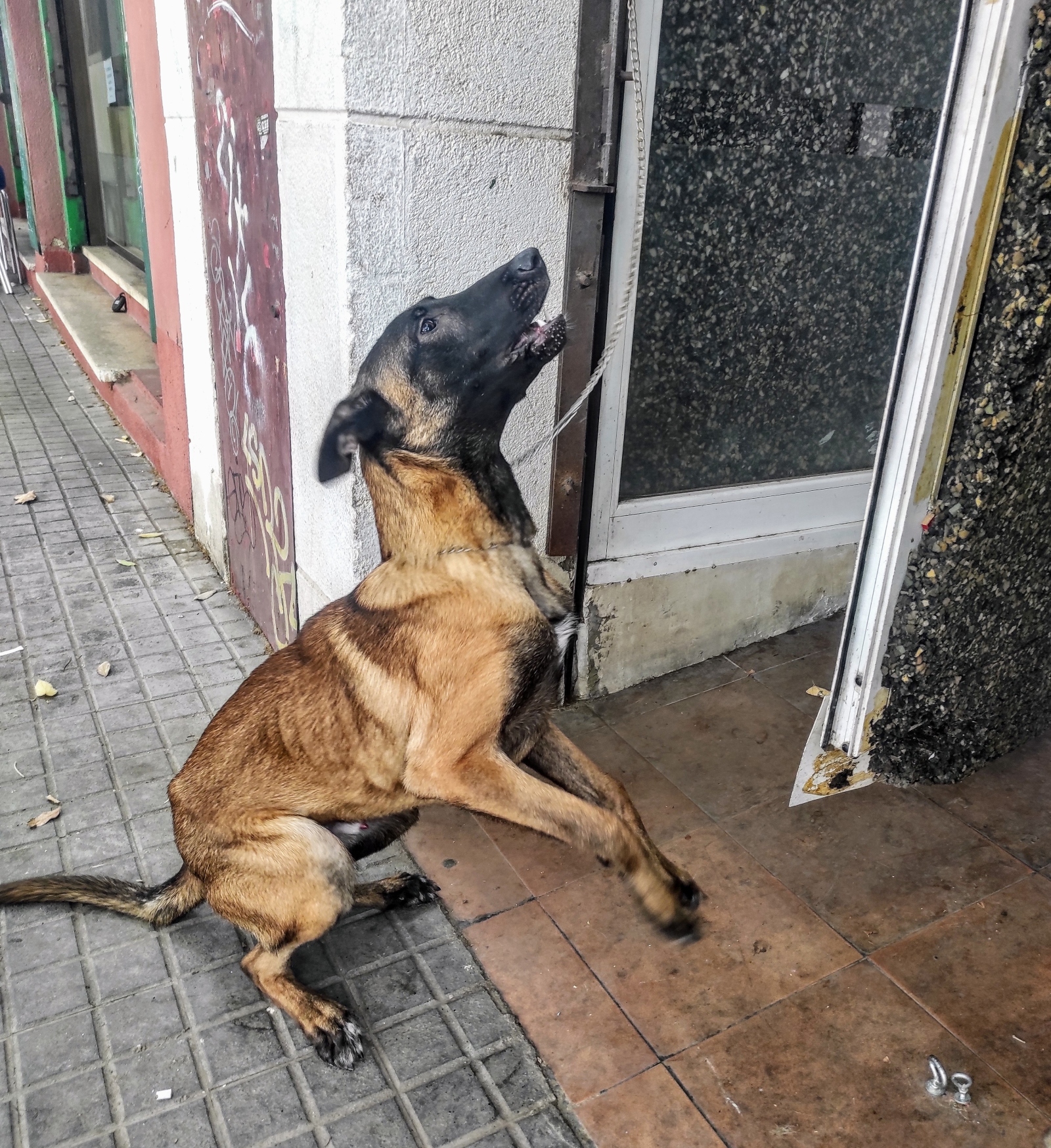 Rescatan un perro a punto de morir de hambre en Barcelona: encontrado en los huesos en un local ocupado