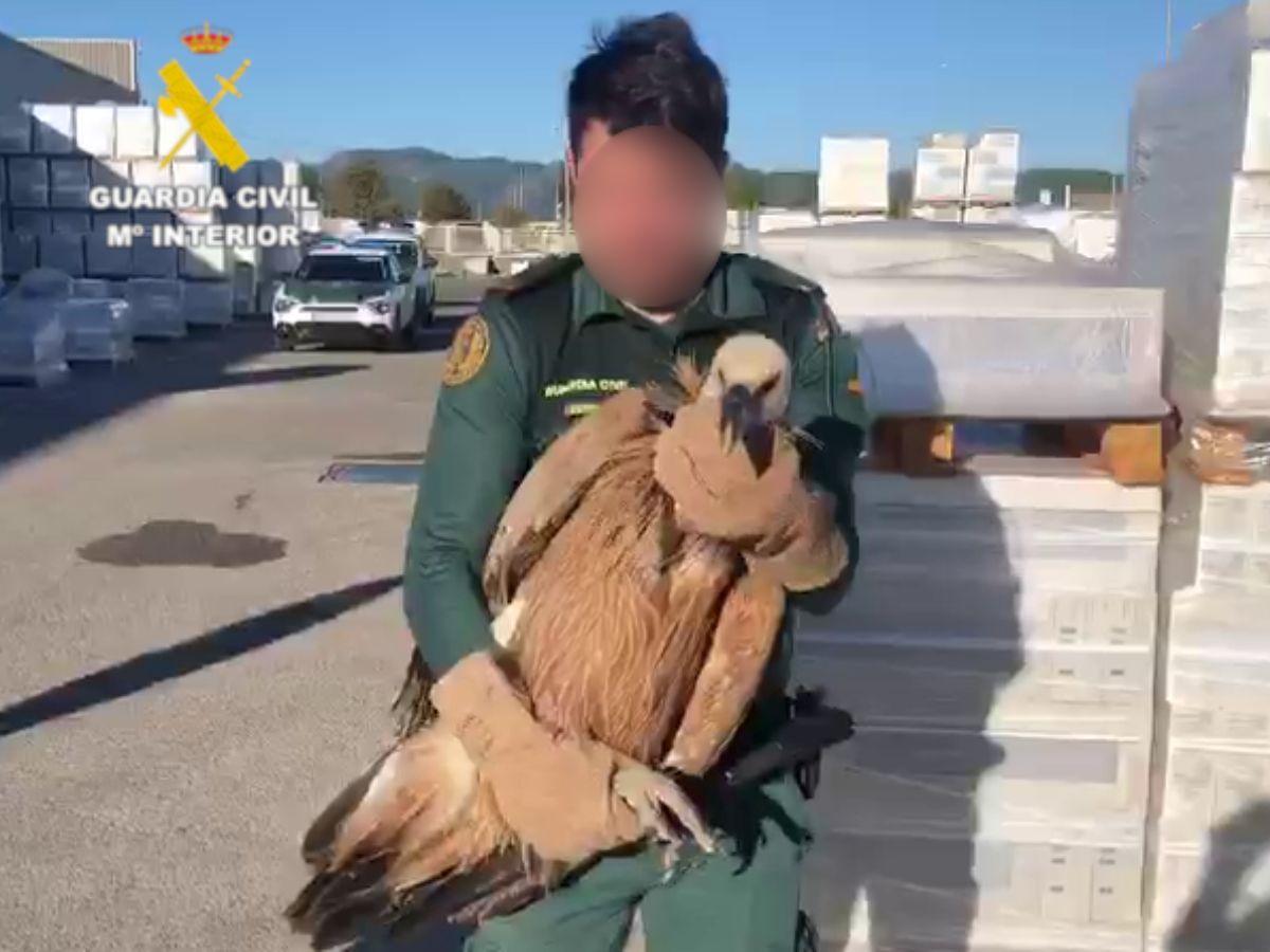 Rescatan a un buitre leonado desorientado en una empresa de cerámica en Onda