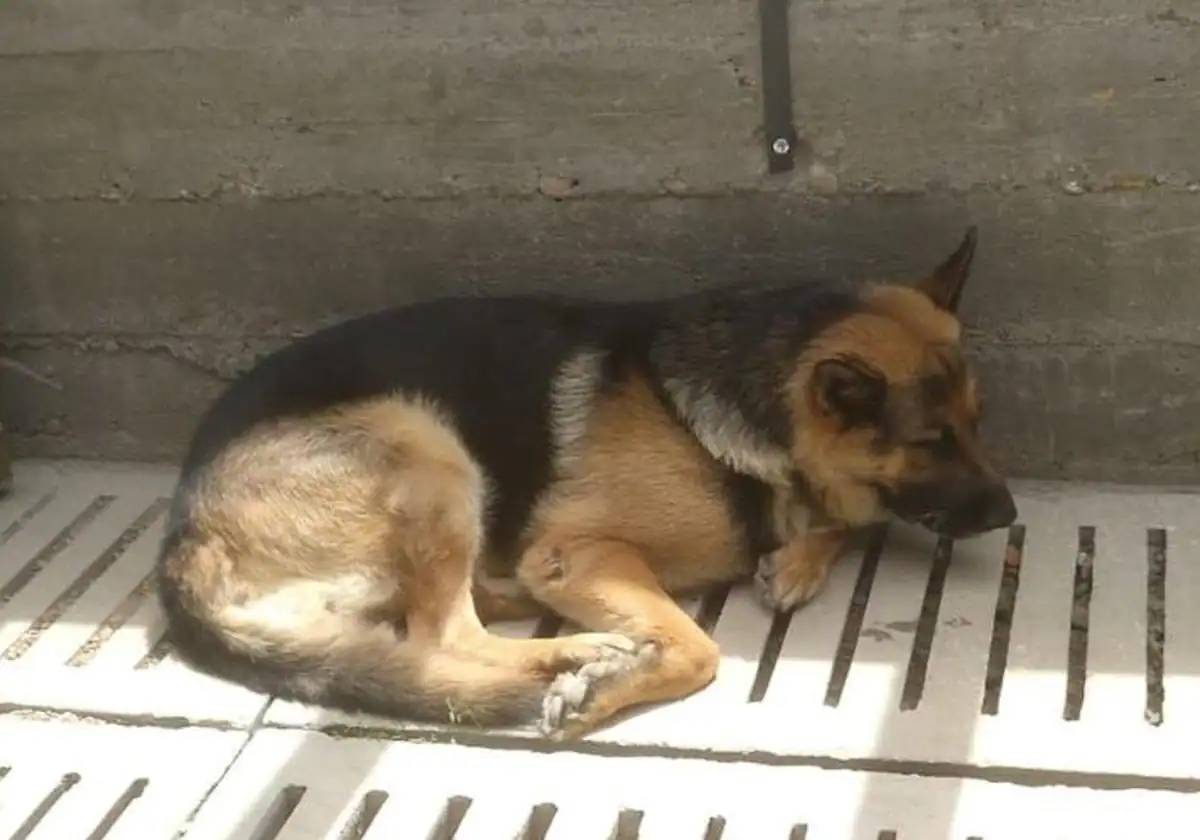 A juicio por atarle el hocico a su perro para que no ladrase