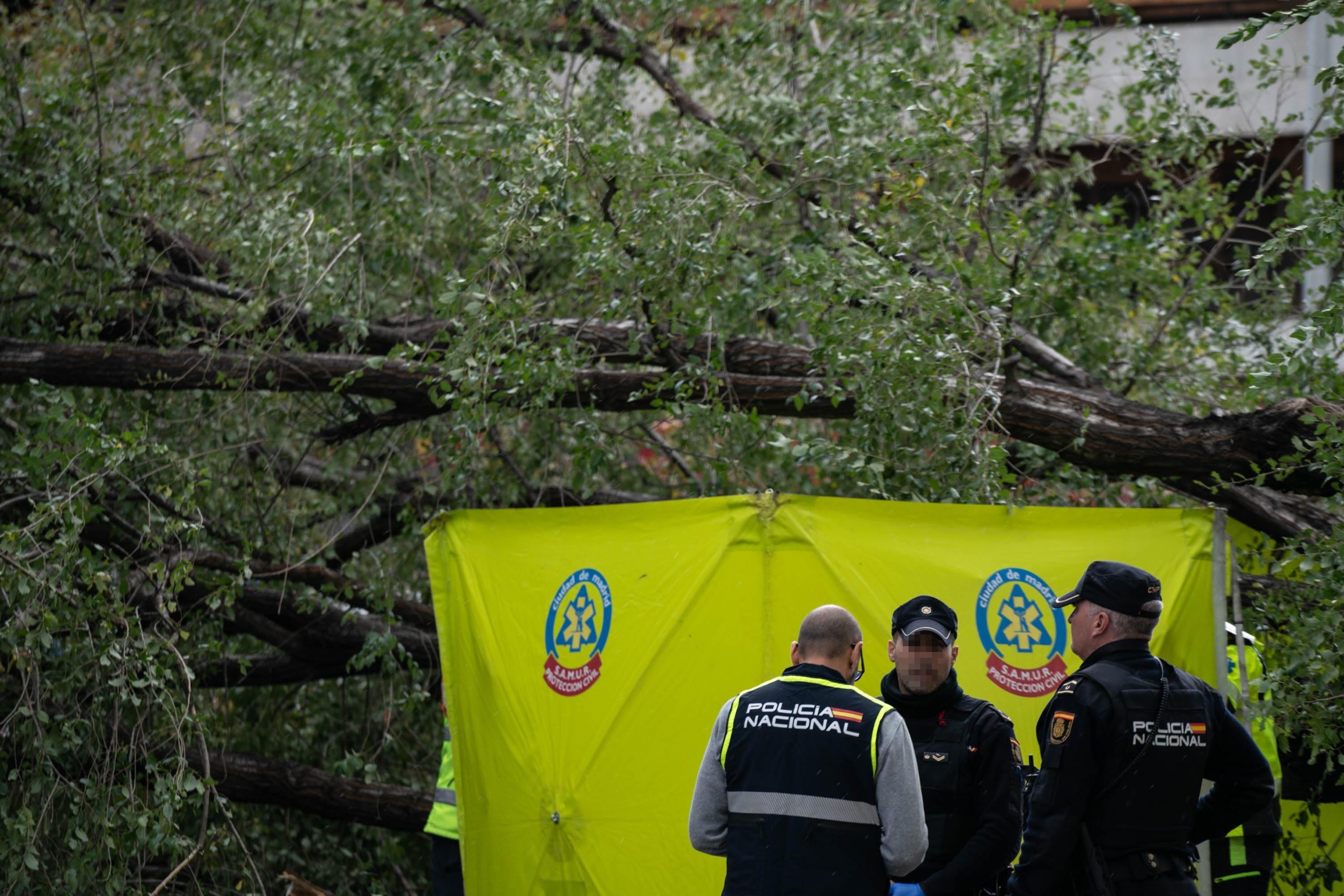 MADRID/ El árbol que ha matado una joven al caer en un paso de cebra pesaba más de 2 toneladas