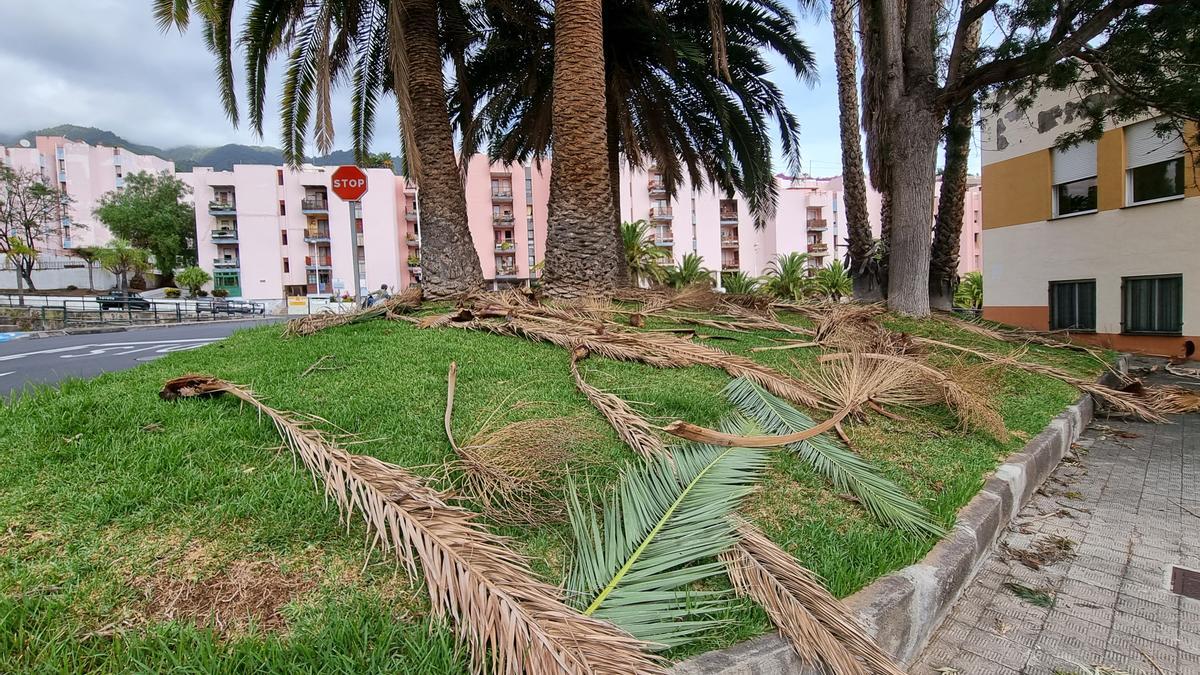 Hojas de palmeras tiradas por el viento en un parterre situado en la zona de la urbanización Benahoare, en Santa Cruz de La Palma.
