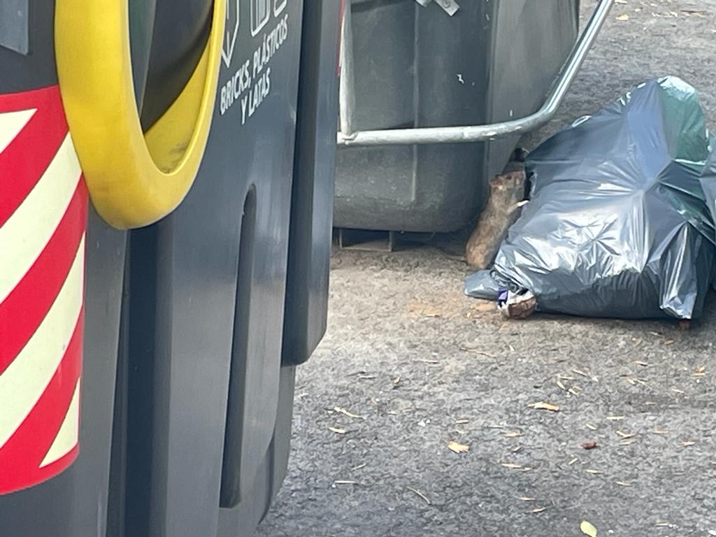 Un vitoriano defiende los ratones en las calles