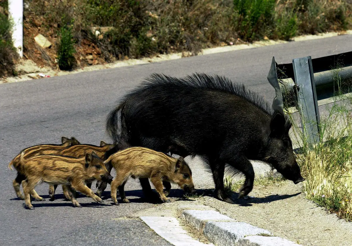 Valencia es la tercera provincia con más accidentes de tráfico provocados por animales