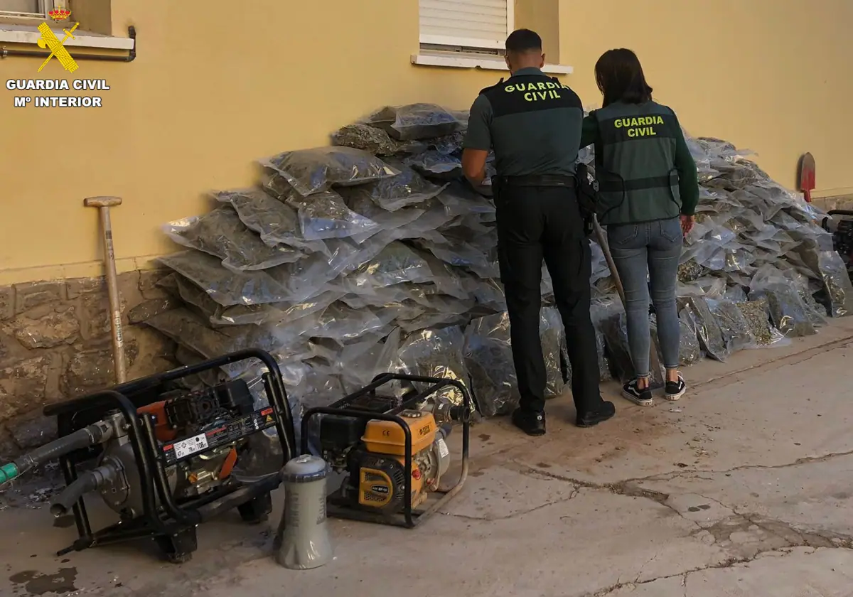 Una banda cultiva 3.000 plantas de marihuana ocultas en el monte en Algar de Palancia