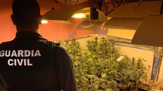 Imagen de archivo de un registro de la Guardia Civil a un centro de producción de marihuana