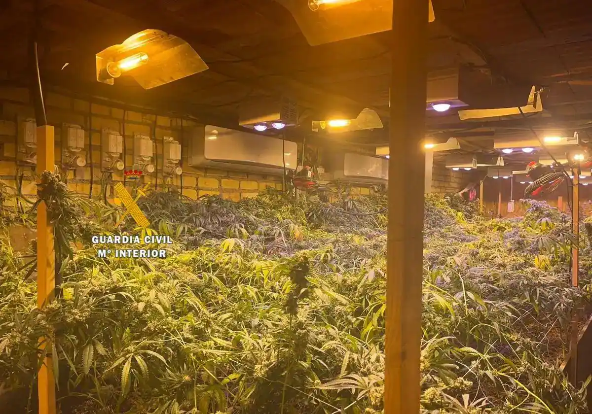Desarticulan grupo criminal en Málaga dedicado al cultivo de marihuana