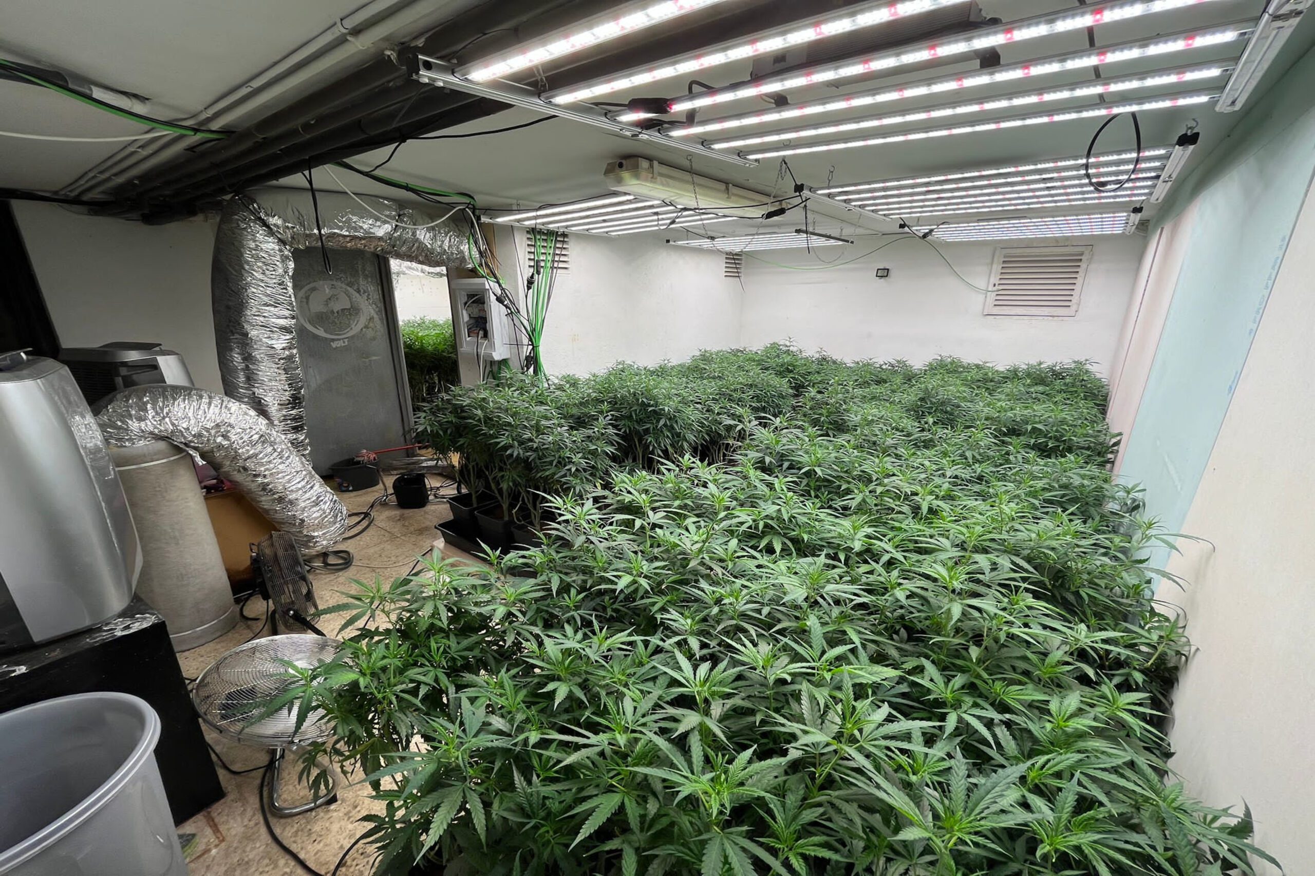 Desarticulan organización criminal serbia dedicada al tráfico de drogas en Barcelona: encuentran 37.000 plantas ocultas en un prostíbulo abandonado