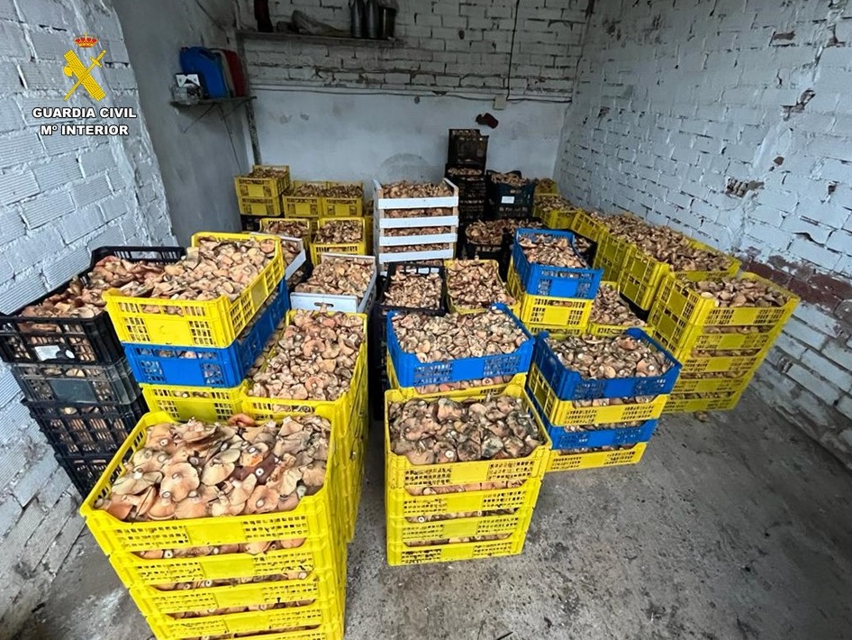 Desmantelada red de recolección y venta ilegal de níscalos en Ciudad Real: intervenidos 1.450 kilos y 11 investigados.