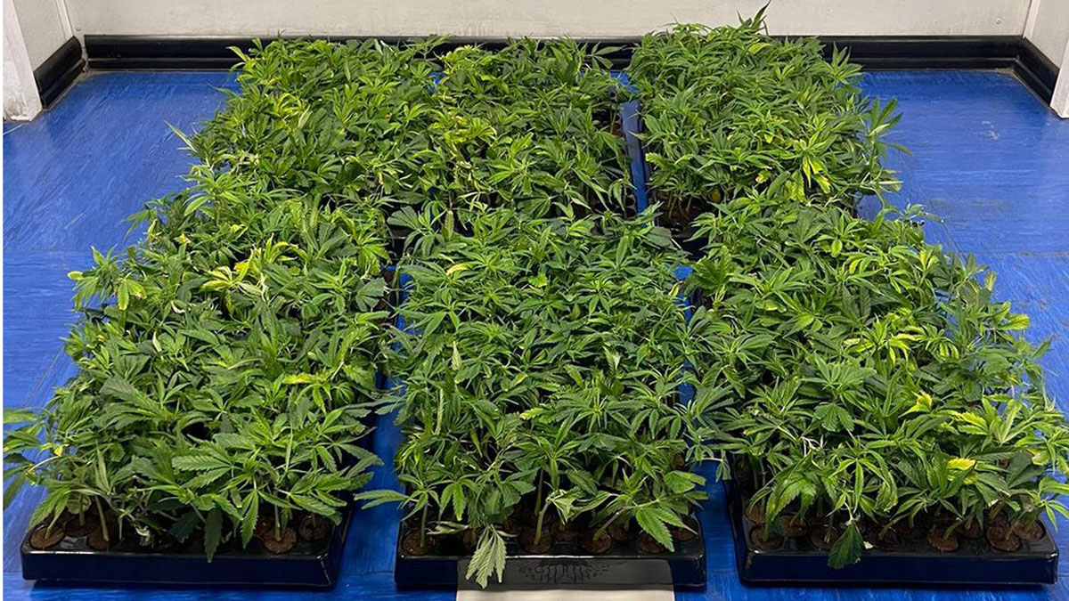 MADRID/ Descubren una plantación de marihuana en una intervención por violencia de género
