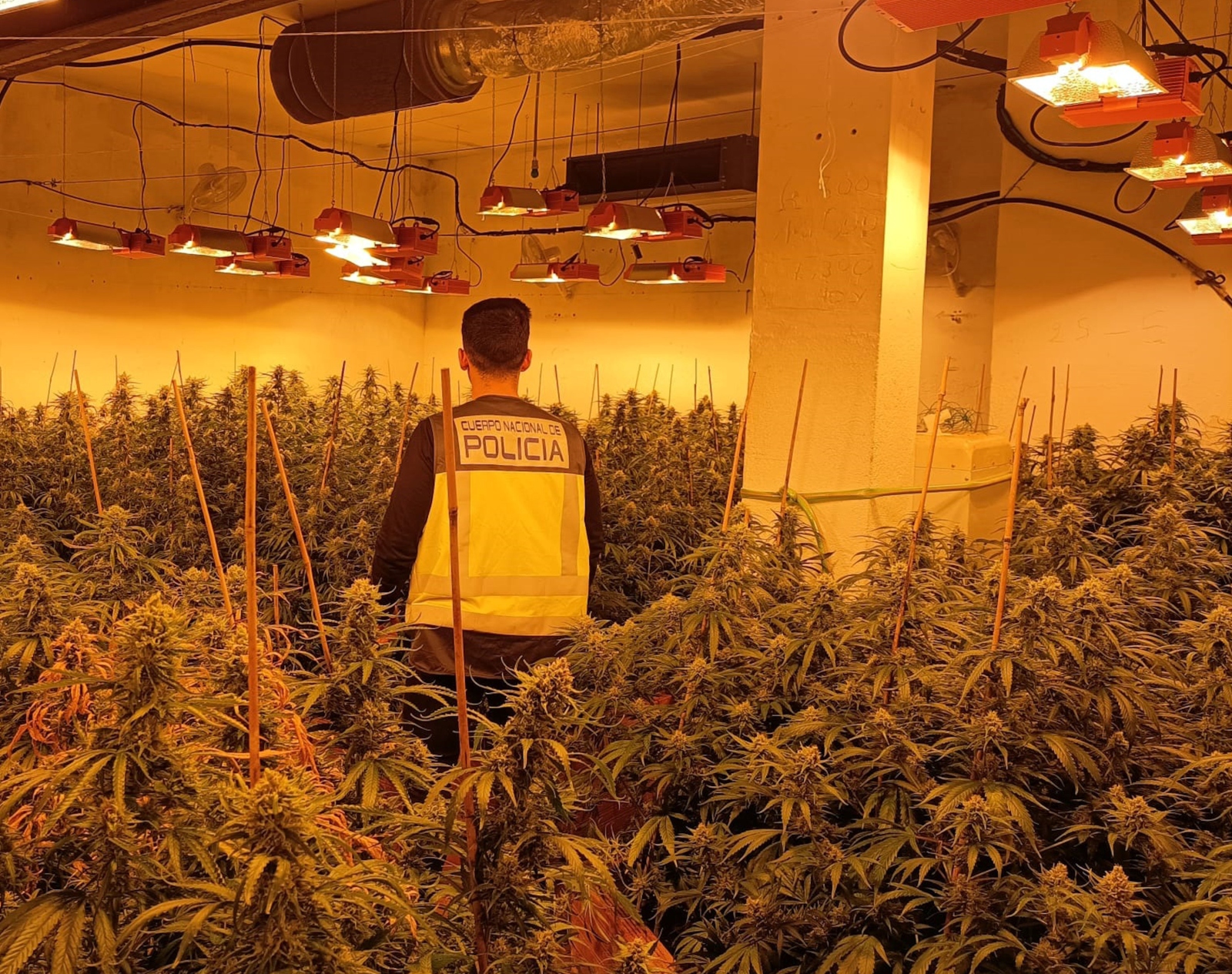 Detienen a jardinero de marihuana en Maçanet de la Selva que atropelló a dos agentes durante su huida