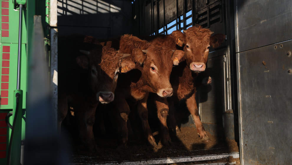 Detienen a tres ganaderos del pueblo como sospechosos por la muerte de 25 vacas encontradas en una cabaña