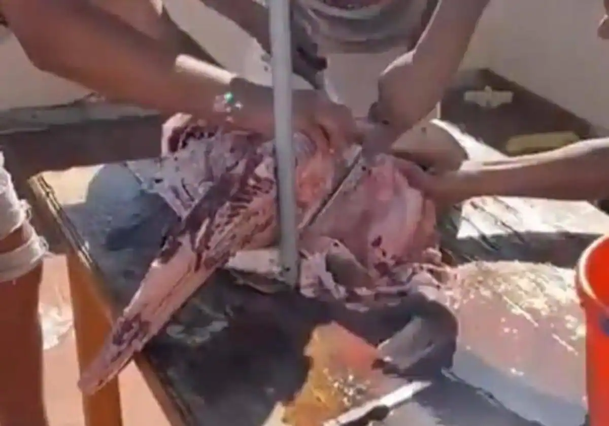 Publica en redes sociales cómo pesca y despieza a un tiburón angelote y acaba detenido