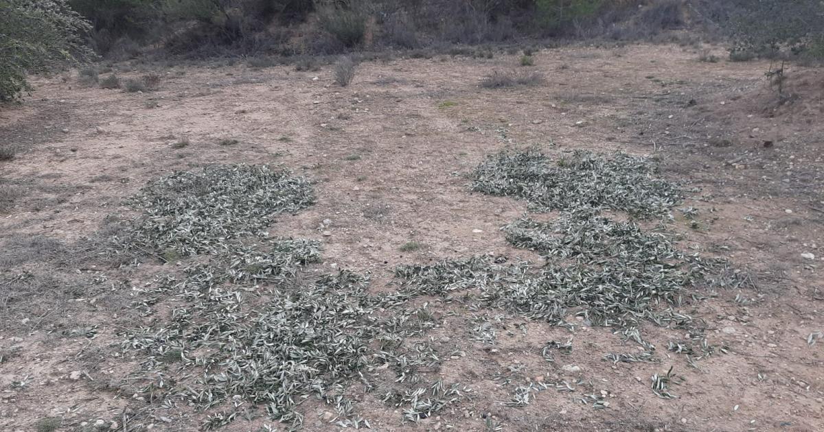 Roban 500 kilos de aceitunas y comen en la finca en L'Albi