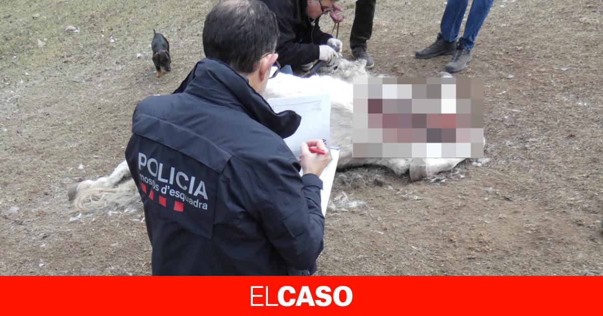 Maltrato animal en una hípica en el Ripollès: encuentran varios caballos en mal estado o muertos a tiros