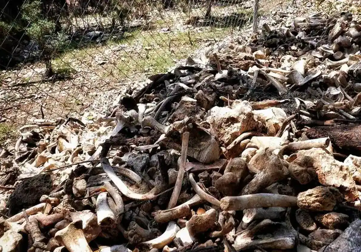 ONG Bienestar Animal desvela videos de vertedero de cerdos muertos en Quintanilla del Coco y se admite querella a trámite