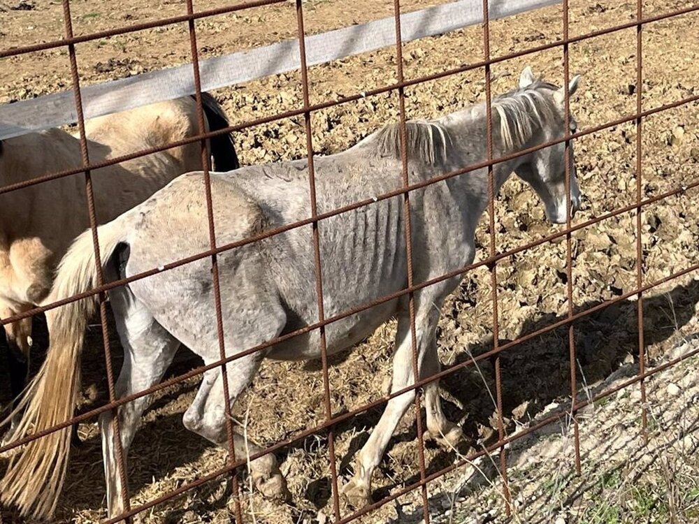 Partido Animalista PACMA denuncia maltrato y negligencia en explotación ganadera en Bercero