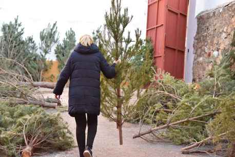 Soria reparte pinos de Navidad - fotos