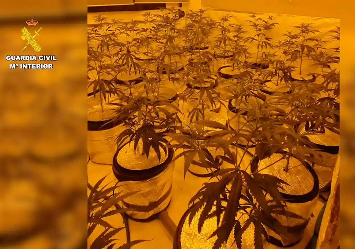 Suceso en Alicante | Un enganche ilegal a la luz lleva a descubrir una plantación de marihuana en Benissa