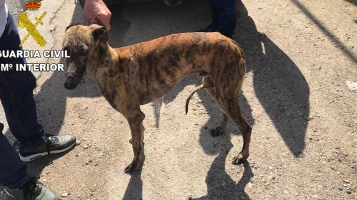 Una foto de archivo de la Guardia Civil de un galgo robado.