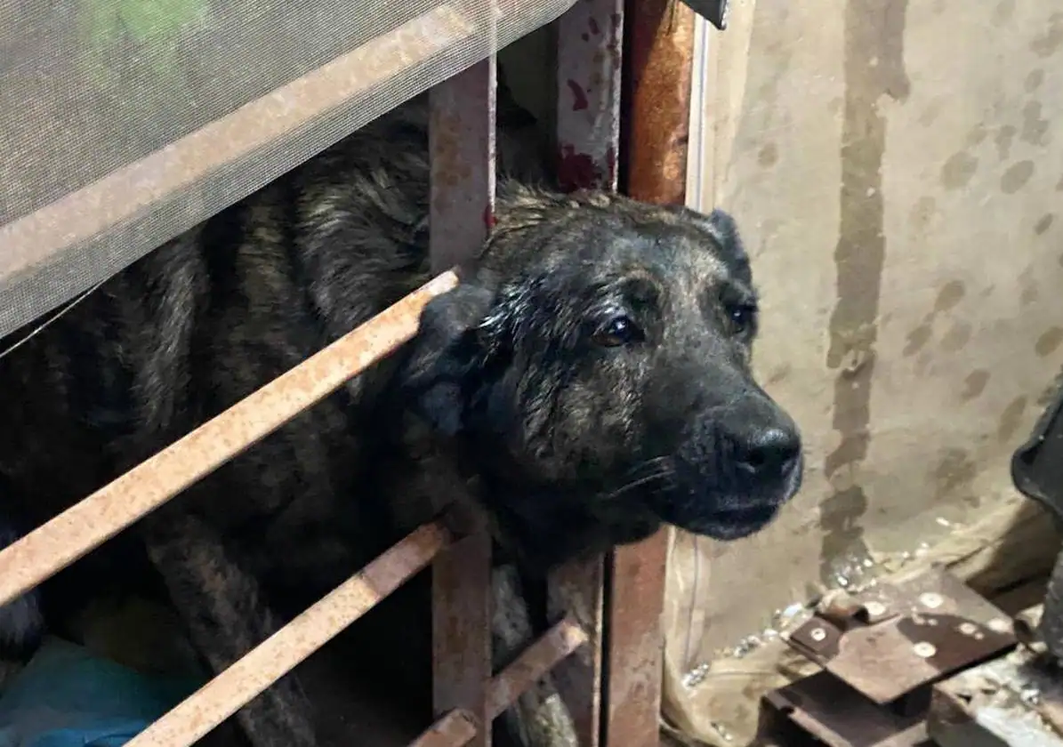 Rescatan a un perro atrapado entre las rejas de una puerta en Agüimes