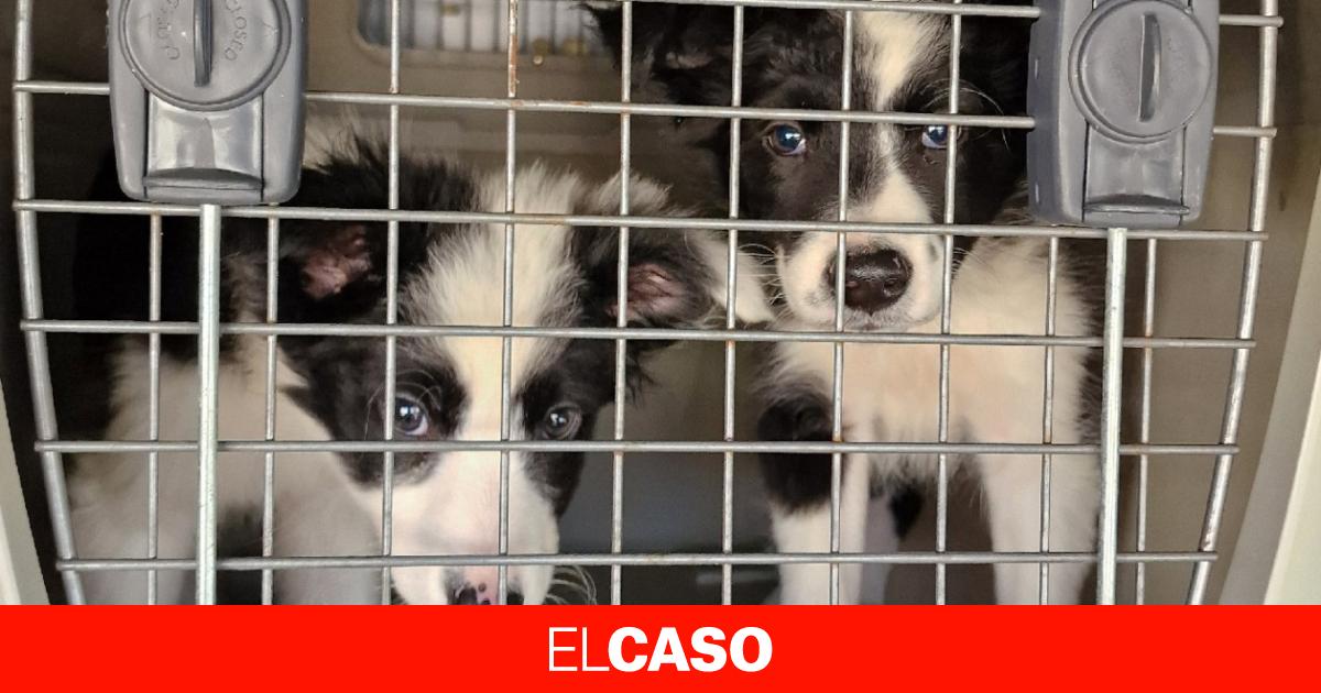 Desmantelado un clan en Girona y Madrid dedicado a la importación y venta ilegal de cachorros: rescatan a más de cien animales en estado de maltrato