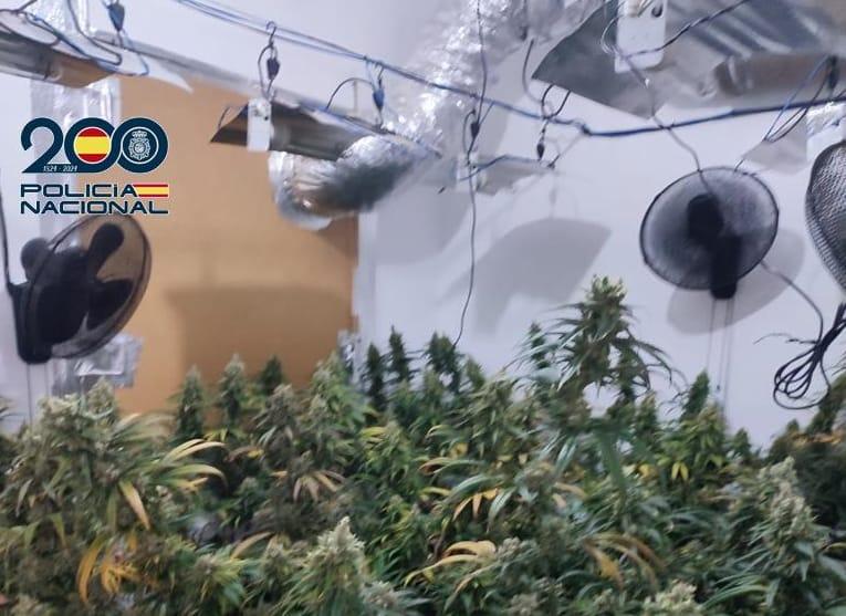 La plantación en uno de los cuartos. - DGP
