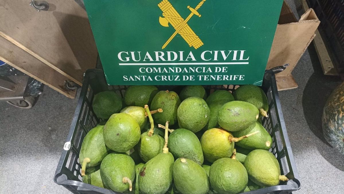 Aguacates intervenidos por la Guardia Civil en Tenerife, en una imagen de archivo.
